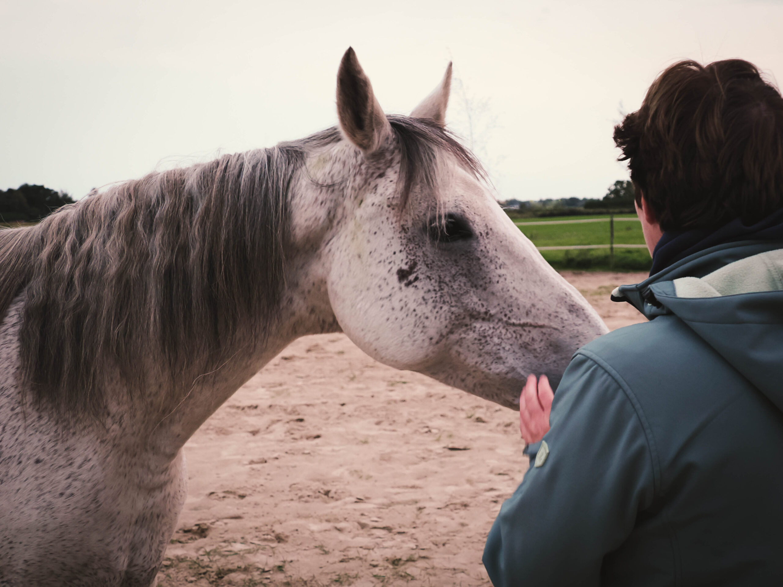 Paardencoaching Vinkeveen