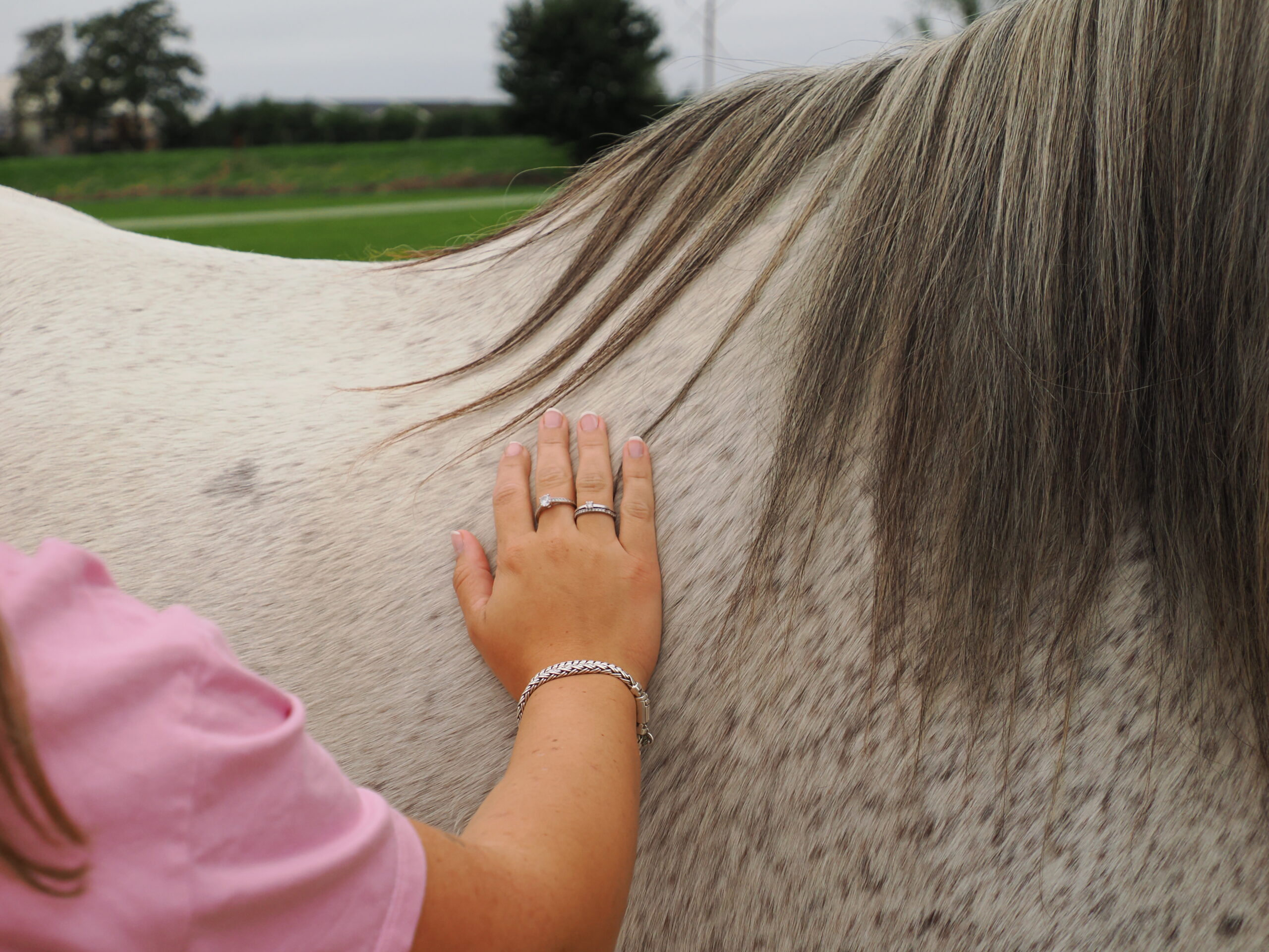 Trauma paardencoaching